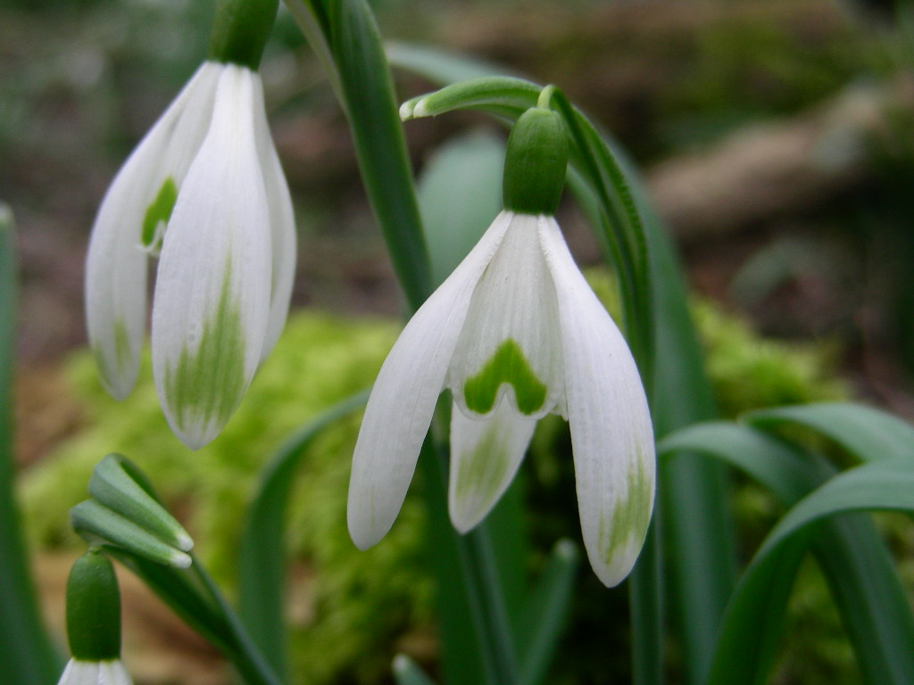 Galanthus nivalis